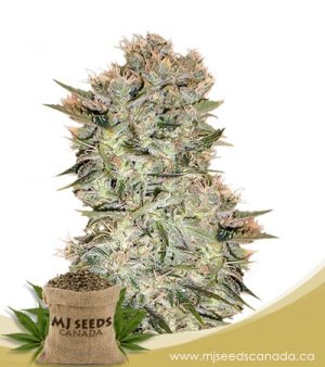 Original Skunk Marijuana Seeds