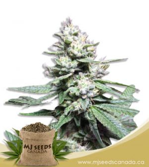 Papaya Glue Feminized Marijuana Seeds