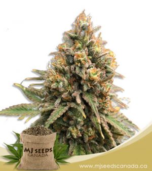 Peanut Butter Haze Feminized Marijuana Seeds