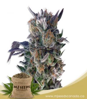 Phantom Cookies Feminized Marijuana Seeds