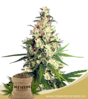 Pineapple Express Feminized Marijuana Seeds