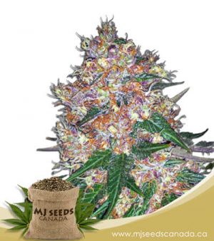 Pink Runtz Autoflowering Marijuana Seeds