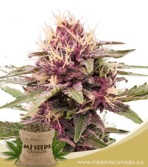 Pink Sunset Autoflowering Marijuana Seeds