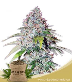 Platinum OG Feminized Marijuana Seeds