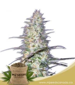 Psycho Crack Feminized Marijuana Seeds