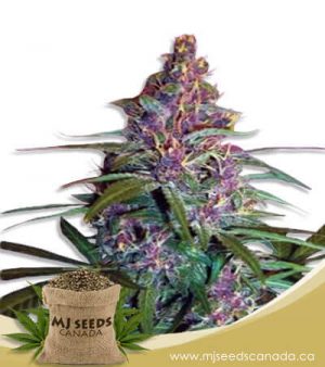 Purple Kush Feminized Marijuana Seeds