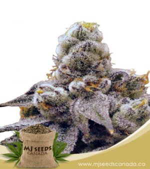 Purple Punch Feminized Fast Version Marijuana Seeds
