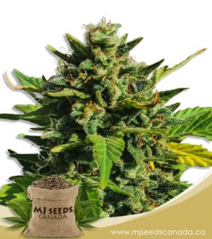 Rainbow Haze Feminized Marijuana Seeds