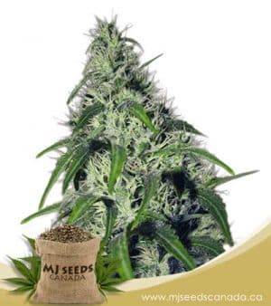 Revolver Autoflowering Marijuana Seeds
