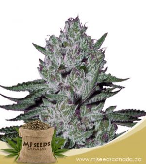 Rock Candy Feminized Marijuana Seeds