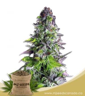 Romulan Feminized Marijuana Seeds