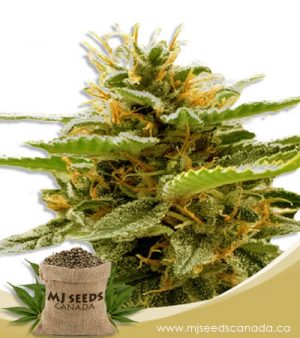 Runtz Feminized Marijuana Seeds
