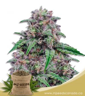 Salted Caramel Feminized Marijuana Seeds