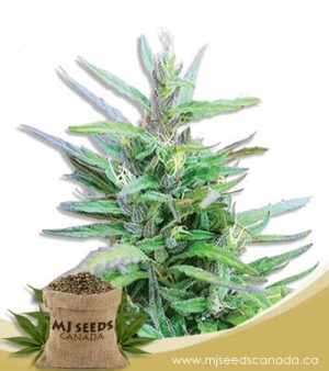 Sativa Star Feminized Marijuana Seeds