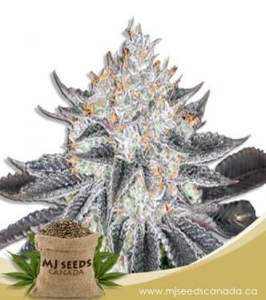 Sex on the Beach Feminized Marijuana Seeds
