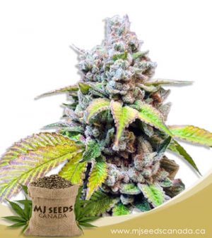 Skunk Berry Feminized Marijuana Seeds