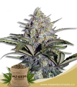 Skunk Glue Feminized Marijuana Seeds