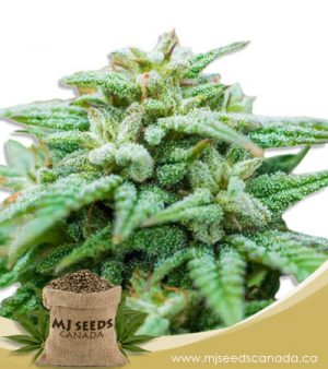 Skywalker Autoflowering Marijuana Seeds