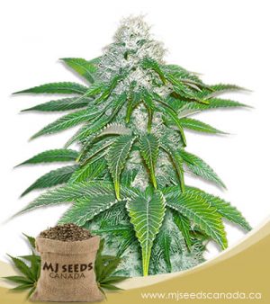 Sour Diesel Feminized Marijuana Seeds