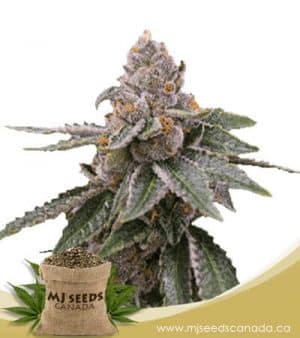 Sour Girl Autoflowering Marijuana Seeds