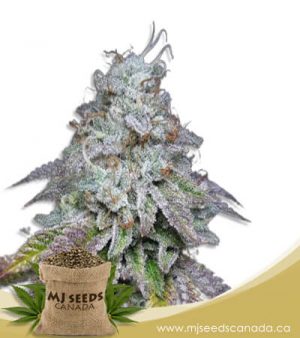 Sour Grapes Autoflowering Marijuana Seeds