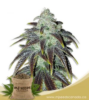 Sour Jack Feminized Marijuana Seeds
