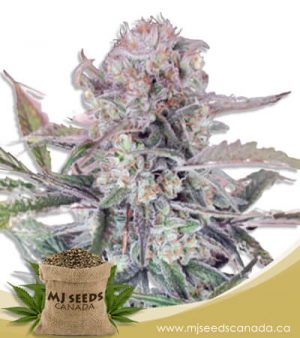 Sour OG Feminized Marijuana Seeds