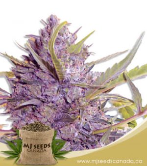 Star Gazer Fast Version Marijuana Seeds