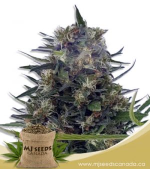 Strawberry Diesel Feminized Marijuana Seeds