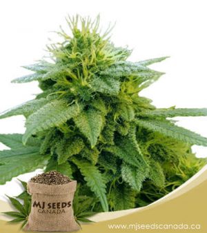 Strawberry Kush Autoflowering Marijuana Seeds