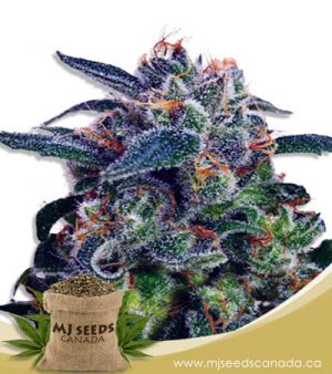 Strawberry Milk Feminized Fast Version Marijuana Strain