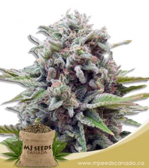 Sugar Glue Feminized Marijuana Seeds