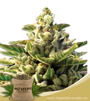Super OG Kush Feminized Marijuana Seeds