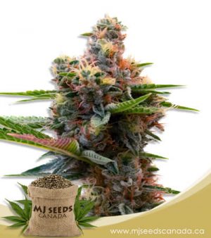 Sweet Island Feminized Marijuana Seeds