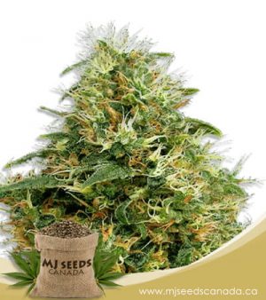 Sweet Mango Autoflowering Marijuana Seeds