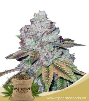 Tahoe OG Feminized Marijuana Seeds
