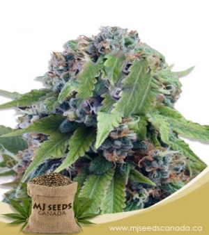 Tangerine Dream Autoflowering Marijuana Seeds