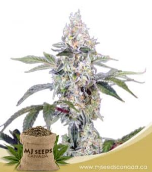 Tangie Cookies Regular Marijuana Seeds
