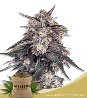 Tangie Feminized Marijuana Seeds