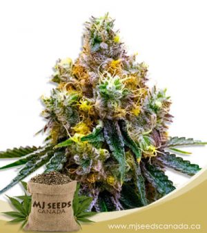 Taskenti Feminized Marijuana Seeds