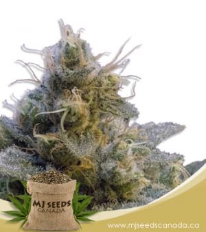 Thai Autoflowering Marijuana Seeds