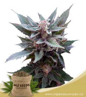 The Church Feminized Marijuana Seeds