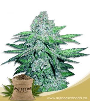 Train Wreck Autoflowering Marijuana Seeds