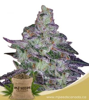 Tropic Thunder Feminized Marijuana Seeds