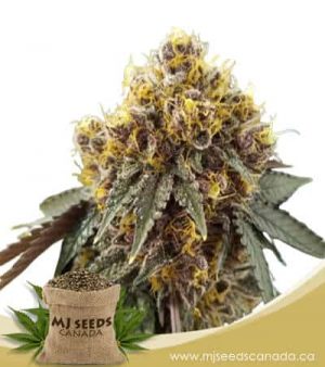 Tropicana Cookies Feminized Marijuana Seeds