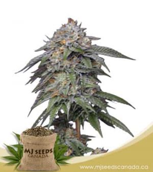 Tuna Kush Regular Marijuana Seed