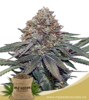 Ultra Bomb Cookie Feminized Marijuana Seeds