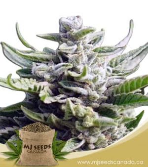 Utopia Feminized Marijuana Seeds