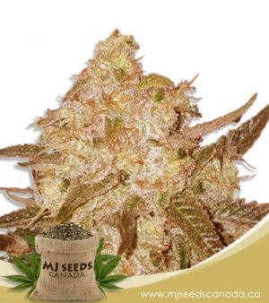 Venice OG Feminized Marijuana Seeds