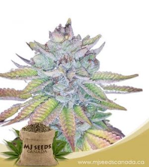 Watermelon Feminized Marijuana Seeds